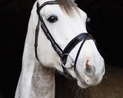 broodmare Clair 22 (German Sport Horse, 2011, from Clarimo Ask)