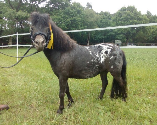 broodmare Cindy v. Nord West (Dt.Part-bred Shetland pony,  , from Gringo v. Melkweg)