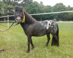 Zuchtstute Cindy v. Nord West (Dt.Part-bred Shetland Pony,  , von Gringo v. Melkweg)