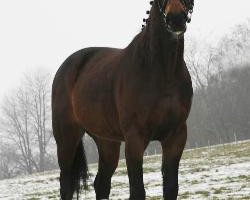 dressage horse Denira (Württemberger, 2004, from Denaro)