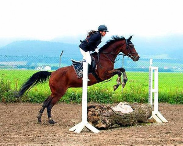 broodmare Lancette (Württemberger, 1999, from Lanciano)