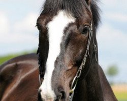 dressage horse Denai (Württemberger, 2001, from Donnerprinz)