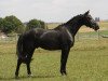 dressage horse Who's Perfect 2 (Württemberger, 2006, from Wolkenstern)