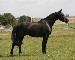 dressage horse Who's Perfect 2 (Württemberger, 2006, from Wolkenstern)