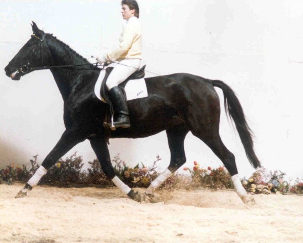 broodmare Abendwolke (Württemberger, 1985, from Abendstern)