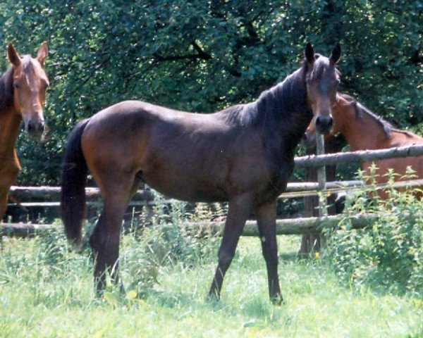 broodmare Lissi (Württemberger, 1997, from Lanciano)