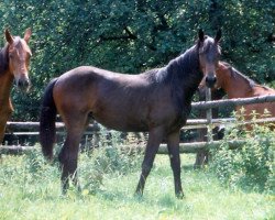 broodmare Lissi (Württemberger, 1997, from Lanciano)