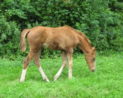 broodmare Amber Rose (Württemberger, 2008, from Alassio's Boy)