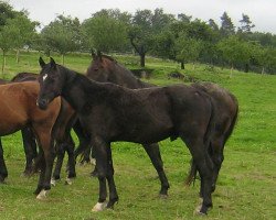 dressage horse Destino (Württemberger, 2007, from Daramis)