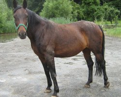 broodmare Rosette (Württemberger, 1995, from Risandro)