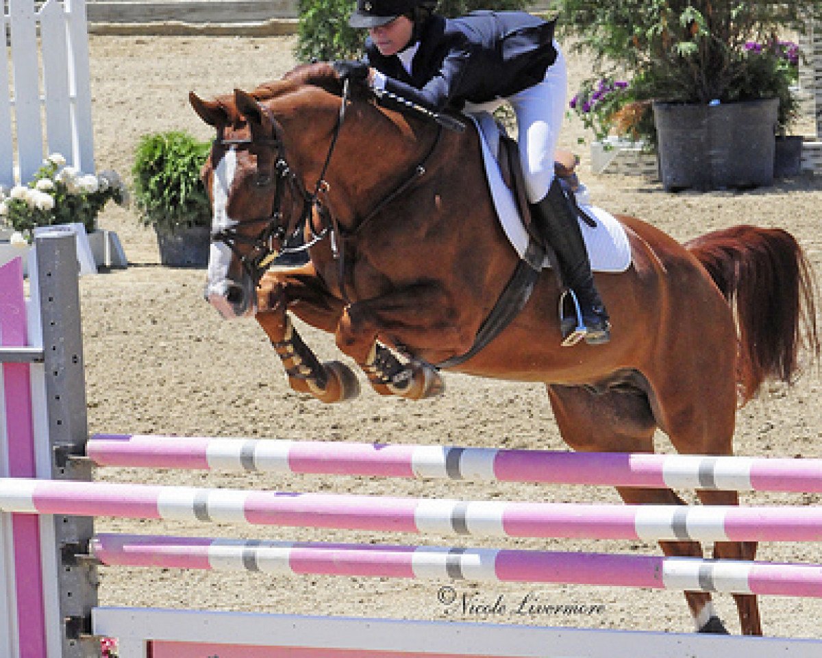 horse Grundsteins Erbe (Hanoverian, 1990, from Glorieux)