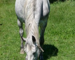 broodmare Diana (Württemberger, 2003, from Diderot)