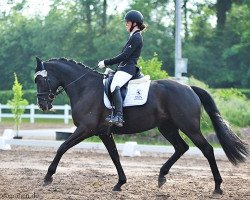 dressage horse Neuschloß Laviva (Hanoverian, 2011, from Langostino)