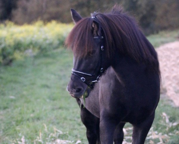 Pferd Verdandi vom Burghauserhof (Islandpferd, 2005, von Hrafnfaxi frá Kjarnholtum I)