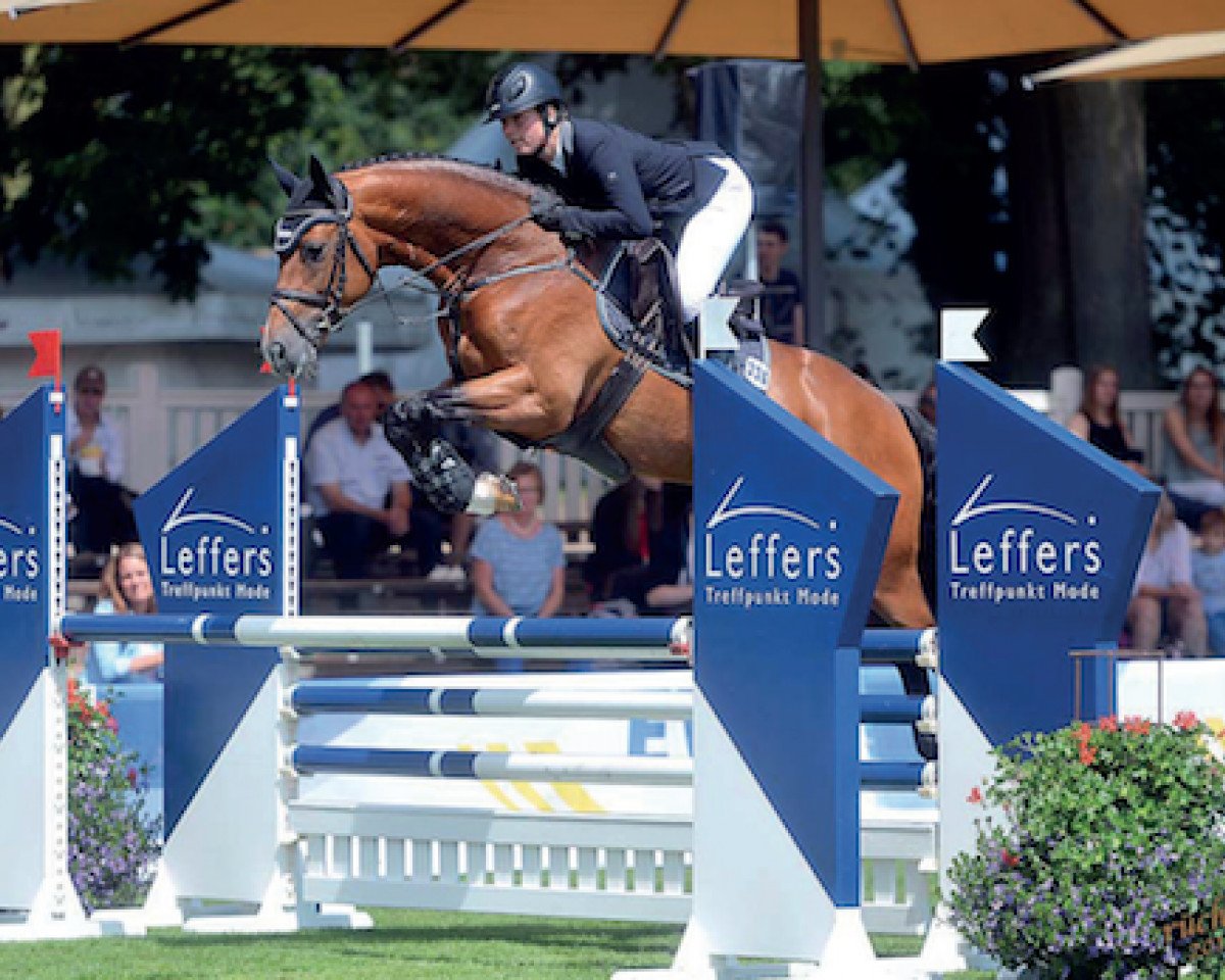stallion Voltanos (Oldenburg show jumper, 2013, from Voltaire)