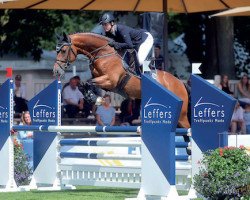 stallion Voltanos (Oldenburg show jumper, 2013, from Voltaire)