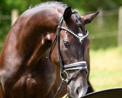 dressage horse Danccini jr. (Hanoverian, 2014, from Don Crusador)