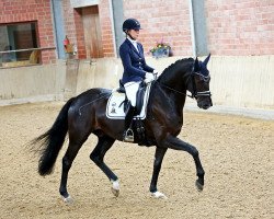 dressage horse Fürst Salomon (German Sport Horse, 2013, from Fürstenball)