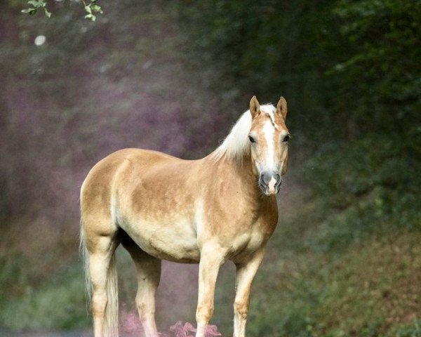 broodmare Alicia (Haflinger, 2002, from Alban)