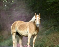 horse Alicia (Haflinger, 2002, from Alban)