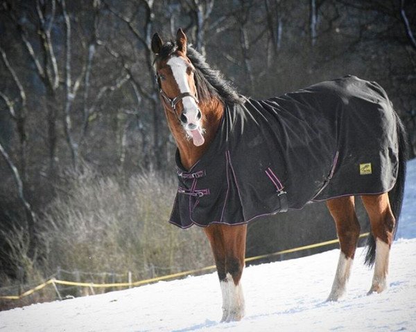 horse Ricardo 280 (Oldenburg, 1993, from Rio Zeus)