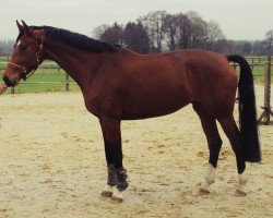 broodmare Virginia (Westphalian, 2011, from Vitalis)