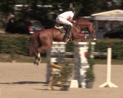 jumper Gino il grande (Hanoverian, 2009, from Graf Top)