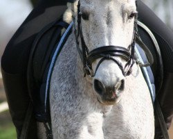 Zuchtstute Lady Lou (Deutsches Reitpony, 1998, von Welcome Sympatico)