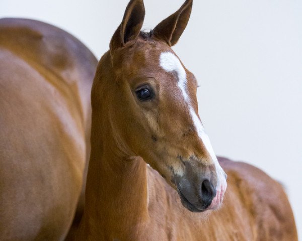 Pferd Nashville Vhr (KWPN (Niederländisches Warmblut), 2018, von Toulon)