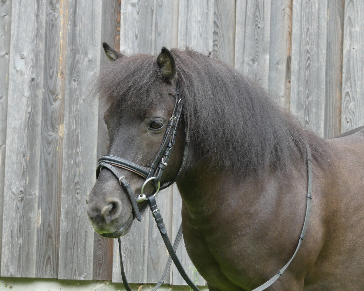 Dressurpferd Susi Sorglos 8 (unbekannt, 2002)