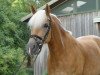 dressage horse Nikkita (Haflinger, 2008, from Nebos II (3,125% ox))