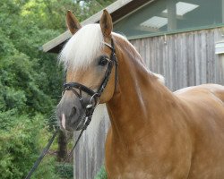 dressage horse Nikkita (Haflinger, 2008, from Nebos II (3,125% ox))