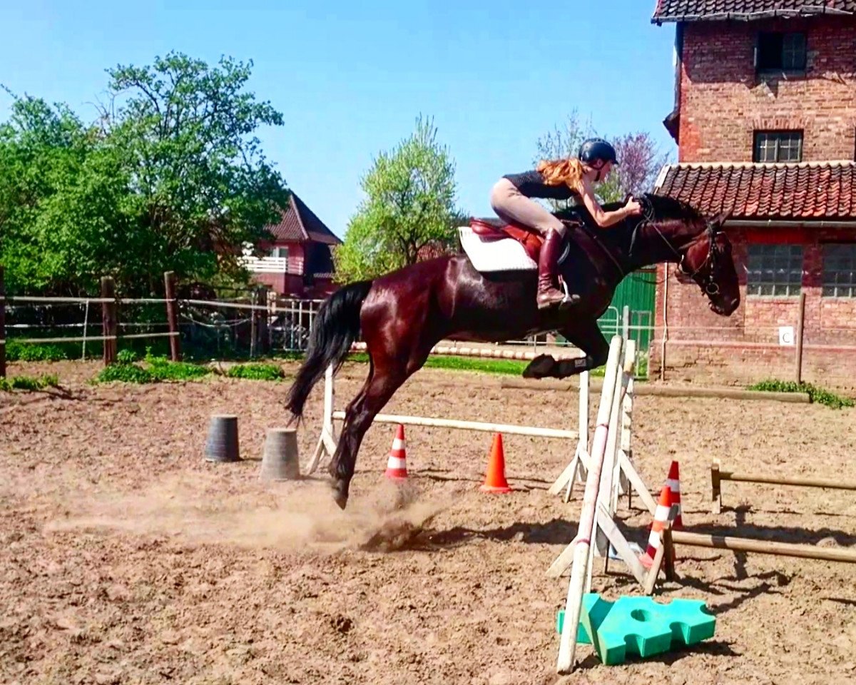 jumper Katania 16 (Polish Warmblood, 2001)