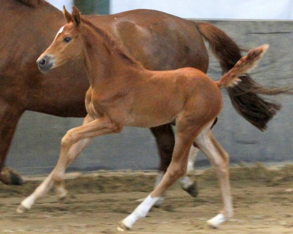 broodmare Silva Siraxta Z (Zangersheide riding horse, 2018, from Sandro Boy)