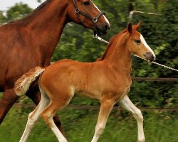 stallion Quaresma Siraxta Z (Zangersheide riding horse, 2018, from Quabri de l'Isle)