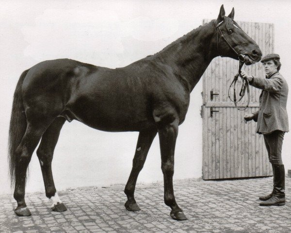 stallion Marquis (Hanoverian, 1963, from Marconi)