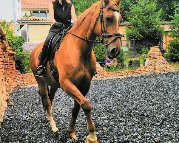 horse Kaya-Jane (German Warmblood, 2005, from Renier)