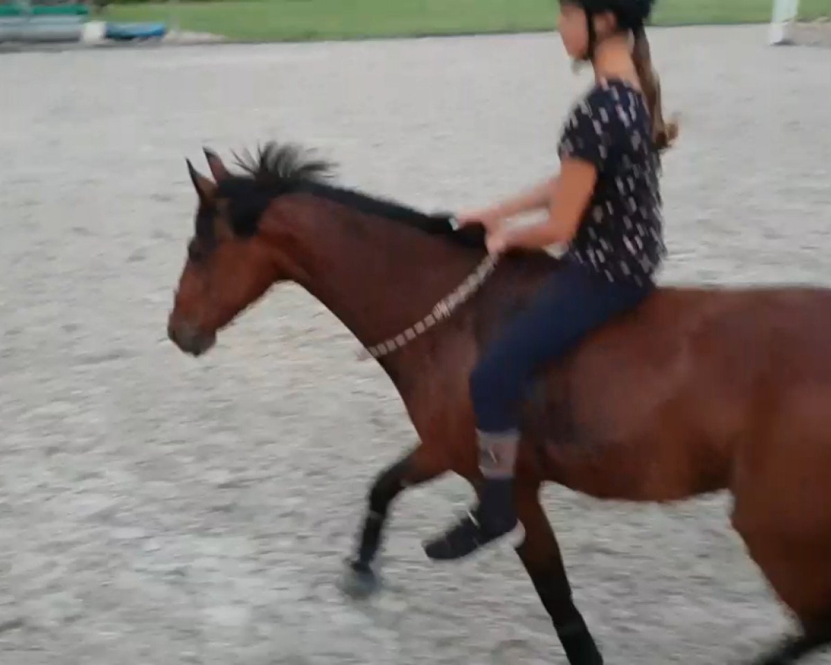 Springpferd Filou F (Deutsches Reitpony, 2007, von For Kids Only)