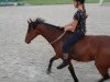 Springpferd Filou F (Deutsches Reitpony, 2007, von For Kids Only)