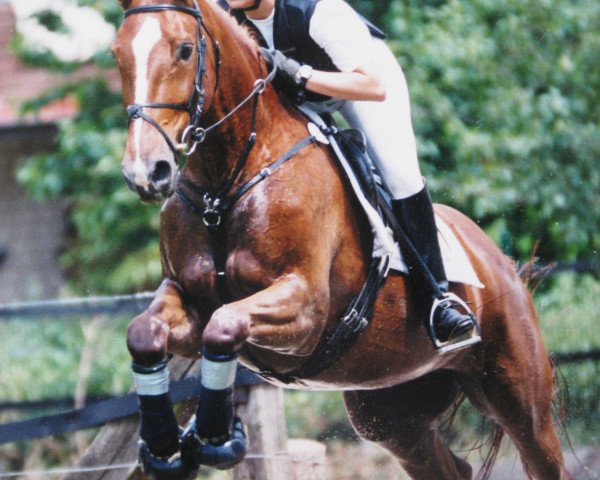 horse Jane Spark (German Warmblood, 1996, from Abgott's Pt. Joe)