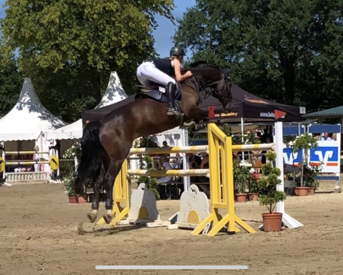 jumper Avec Charme 4 (Westphalian, 2007, from Avec Coeur 6)