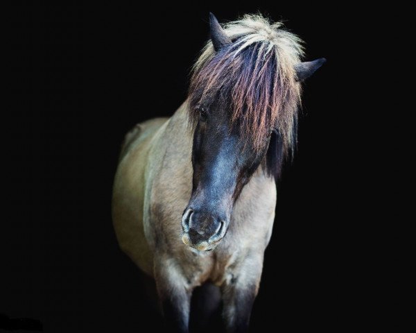 horse Britingur von Allenbach (Iceland Horse, 2003, from Opal fra Bakkakoti)