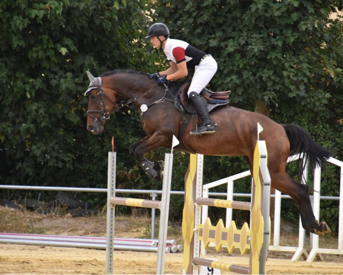 broodmare Taloucheta (Oldenburg show jumper, 2012, from Taloubet Z)