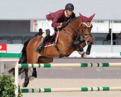 jumper Clintop 2 (Belgian Warmblood, 2003, from Clinton)