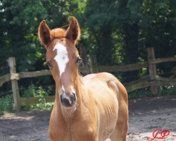 broodmare Doree Baca (Oldenburg show jumper, 2018, from Dia Corrado)