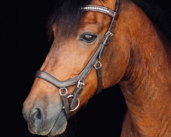 horse Mol (Pura Raza Espanola (PRE), 2004, from Arnau)