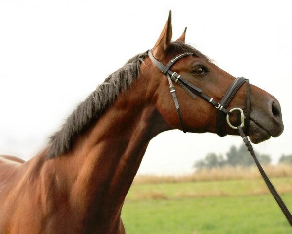 Springpferd Gutano 2 (Koninklijk Warmbloed Paardenstamboek Nederland (KWPN), 2011, von Canturano I)