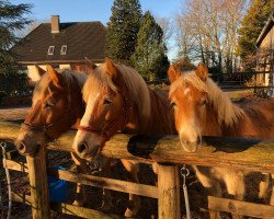 dressage horse Utaja-M (Haflinger, 2018, from Wirbelsturm-P)