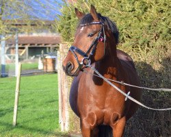 broodmare Destiny 231 (Westphalian, 2008, from Der feine Lord AT)