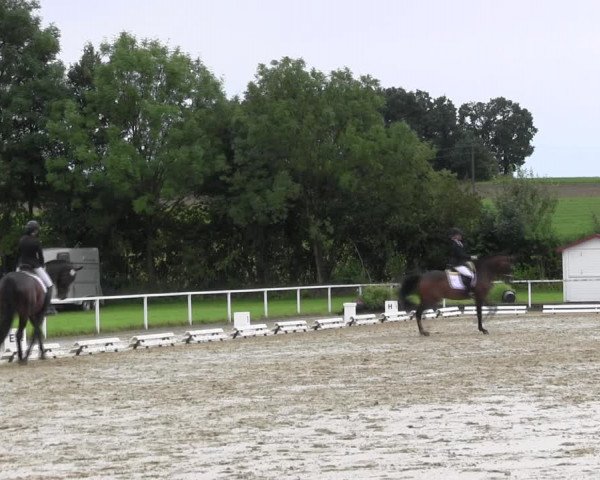 Reitturnier Menden 2017